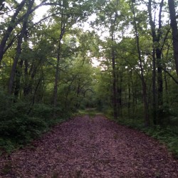 Field Recordings from Mississippi Palisades State Park (Savanna, IL)
