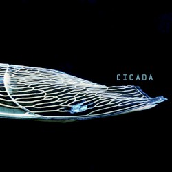 Cicada