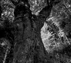 Axis Mundi