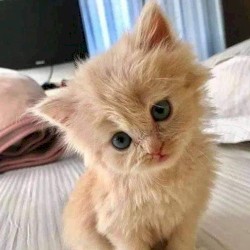 Try Not to Fall Apart