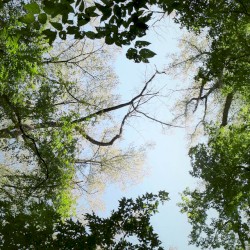 Stickerbush Symphony (From "Donkey Kong Country 2")