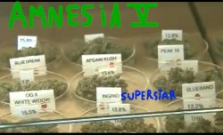 amnesia the fifth