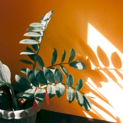 An Angel In Disguise