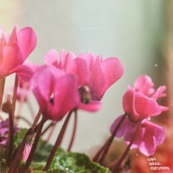 Hopeful Days