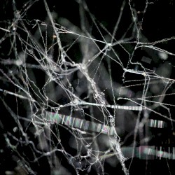 triplet after denver