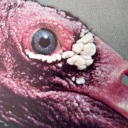 Music for the Carrion and Others Doped Vultures