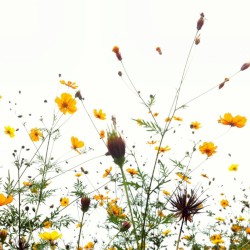 This Disconsolate World