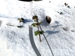 Freeroam 88 :: no day