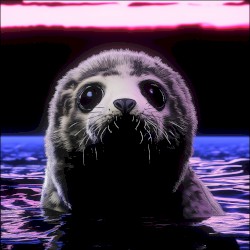 SEAL FUNK
