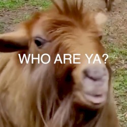 Goat – Who are Ya?