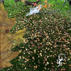 When Summer Turns to Fall