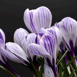 Crocus