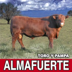 Toro y pampa