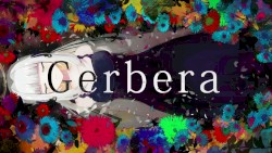 gerbera