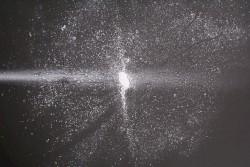 L'albero Delle Meduse