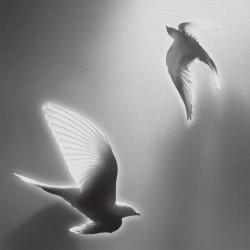 Doves, '25 on Blank Canvas