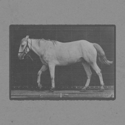 Bob Walking Free With Ossification of Cartilage in Right Front Hoof