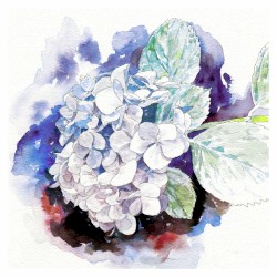 滲む錆色 / 紫陽花