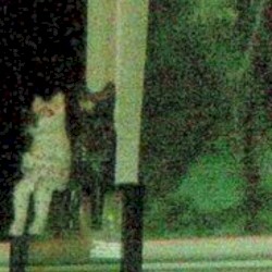 lofi bulldog eyes headass music is so fun to make #sigma