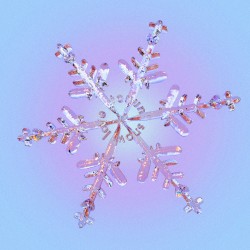 snow love