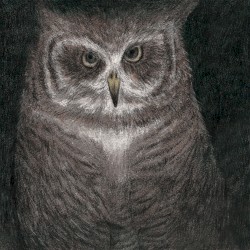 フクロウの声が聞こえる