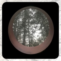 Moonlit Missive #84: The Trees Out My Window