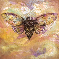 Cicada