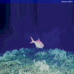 Living Coast Discovery Center