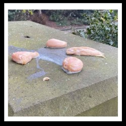 SOMEONE LEFT 4 CHICKEN FILLETS IN MARIE LOUISE GARDENS