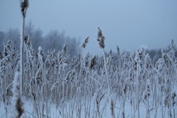 Whistleblower 2022 - Mastered