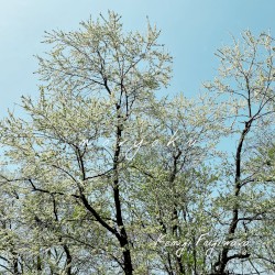 noryoku