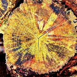 An Index of Pseudepigraphs