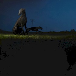 donde van los perros