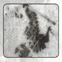 Moonlit Missive #87: Beyond the Streamlets