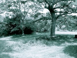 Fields Were the Essence of the Song