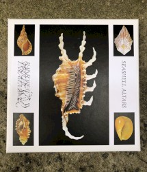 Seashell Altars