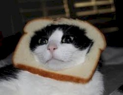 Catbread