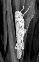 Baby Wings: Atonal Classical Solo Piano for Brain Development (Vol. 2)