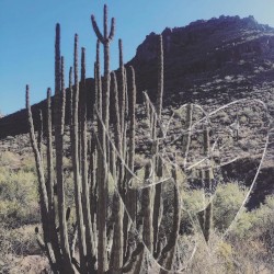 A Week in Organ Pipe