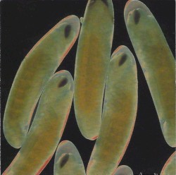 Flight of the Wounded Locust