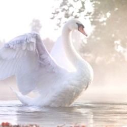 Swan in the Mist