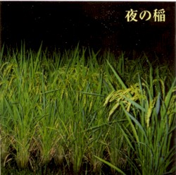 Rice Field Silently Riping in the Night