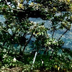 Kugatsunakaba (Pinetrees, Long Hill)