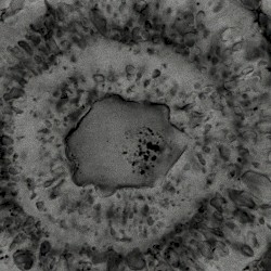 Delusion of Evolutionary Timeline