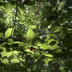 Secret of the Forest (From "Chrono Trigger")