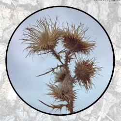 Moonlit Missive #109: 'An October Garden'