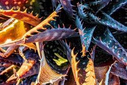 Disturbing Thoughts Are Uninvited Caresses From Happiness