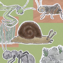 echoes of a natural little journey