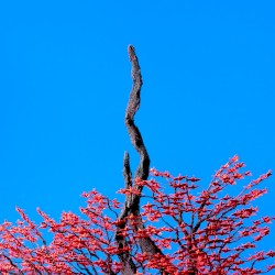 へび