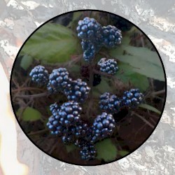 Moonlit Missive #120: 'These Letters Five'